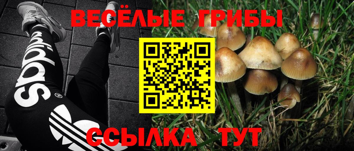 Псилоцибиновые грибы Cubensis Реутов